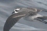 White-faced Storm-Petrel (Pelagodroma marina)